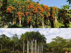 -中国科学院西双版纳热带植物园