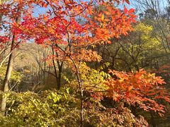 -关门山森林公园