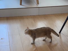 -Let's go狗咖·猫咖·奶狗·桌游(春熙路IFS店)