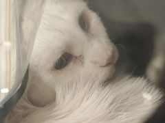 -艾吉宠物医院·疑难杂症转诊中心·猫友好(碧江路院)