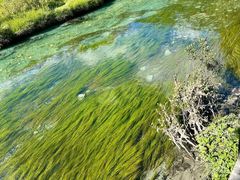 -稻城亚丁景区-冲古草甸