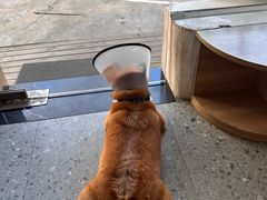 -是阿柴呀！柴犬咖啡·爱喵喵猫咖