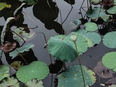 -映月湖公园