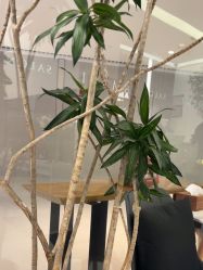 -程Studio