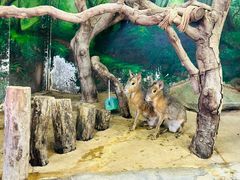-正佳雨林生态植物园