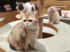 -CAT’S MEWSTAR CAFE·喵星球猫屋(晴湾咖啡店)