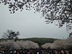 -武汉大学-樱园
