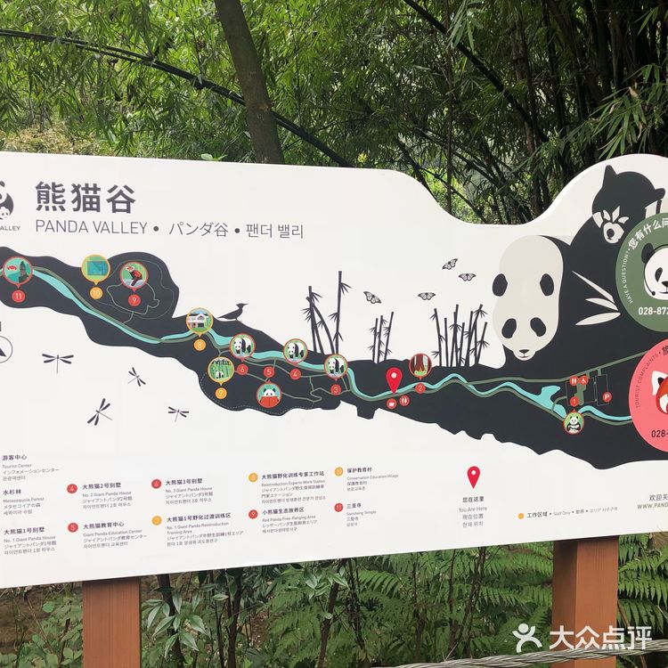 成都旅游攻略|休闲看熊猫之旅