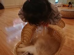 -momokira米努特·德文卷毛猫·棉花面纱犬