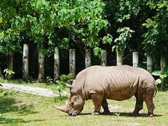 -深圳野生动物园