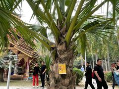 -西双版纳傣族园