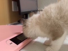 -瑞派康怡24h宠物医院·犬猫医疗中心·微创绝育(瑞景分院)