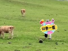 -乌蒙大草原