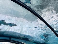 -珠海长隆海洋王国