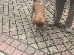 -安安宠医宠物医院·异宠·犬猫内科(岳阳分院)