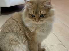 -babydoll猫舍·米努特·德文·缅因(久光中心店)