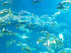 -海合安青岛极地海洋公园