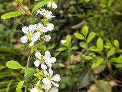 -中国茶叶博物馆(双峰馆区)