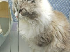 -喵的天空名猫咖啡馆·撸猫·猫舍·用品