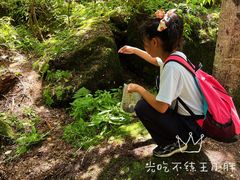 -汤旺河林海奇石景区