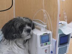 -美联众合动物医院·24h京西诊疗中心