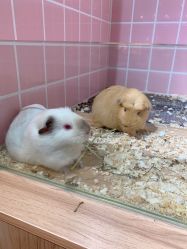 -Moni星球萌宠·小马宝莉·灵蛇·高端高阶全萌宠互动体验俱乐部(红豆国际广场店)