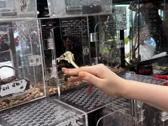 -酷以爬仙阁实体爬宠店·守宫·蜥蜴·专业繁育