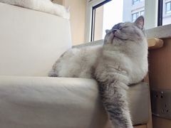-鼓捣猫呢主题猫咖店