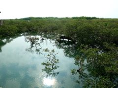 -北海金海湾红树林生态旅游区