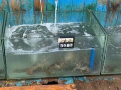 -蓝湾碧波·老字号·疍家非遗海上餐厅