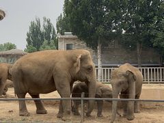 -石家庄市动物园