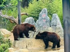 -云南野生动物园