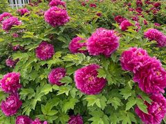 -洛阳市隋唐城遗址植物园