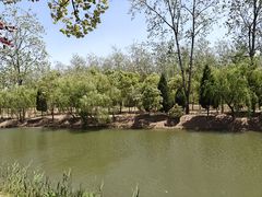 -合肥滨湖国家森林公园