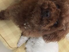 -全心全意连锁动物医院·微创中心·内科急重症·心脏专科(丰管路店)