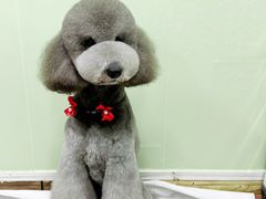 -鑫艺宠物美容培训学校