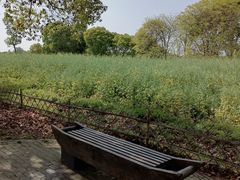 -莲花岛景区