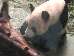 -都江堰中华大熊猫苑