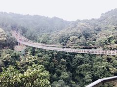 -九龙江国家森林公园