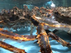 帝王蟹-尚海豆捞(乐虹坊店)