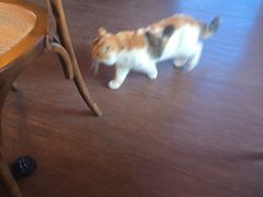 -猫岛主趣味餐厅(鼓浪屿店)