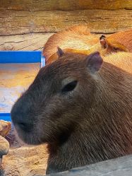 -Zoolung Zoolung动物主题公园(海信广场店)