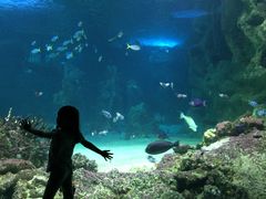 -悉尼海洋生物水族馆