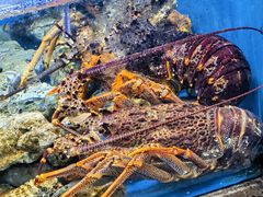 -鲜味食族水产·海鲜餐厅