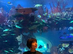 -迪拜帆船酒店海底餐厅