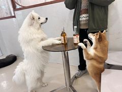 -共舞时光猫咖·狗咖(新街口店)