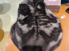 -藏猫猫咖啡主题馆(中央大道店)