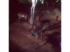 -清迈夜间动物园