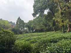 -野蔓果·山野菜(西湖景区·龙井茶田店)