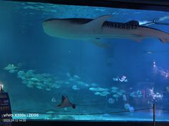 -烟台海昌鲸鲨海洋公园